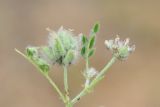 Astragalus filicaulis