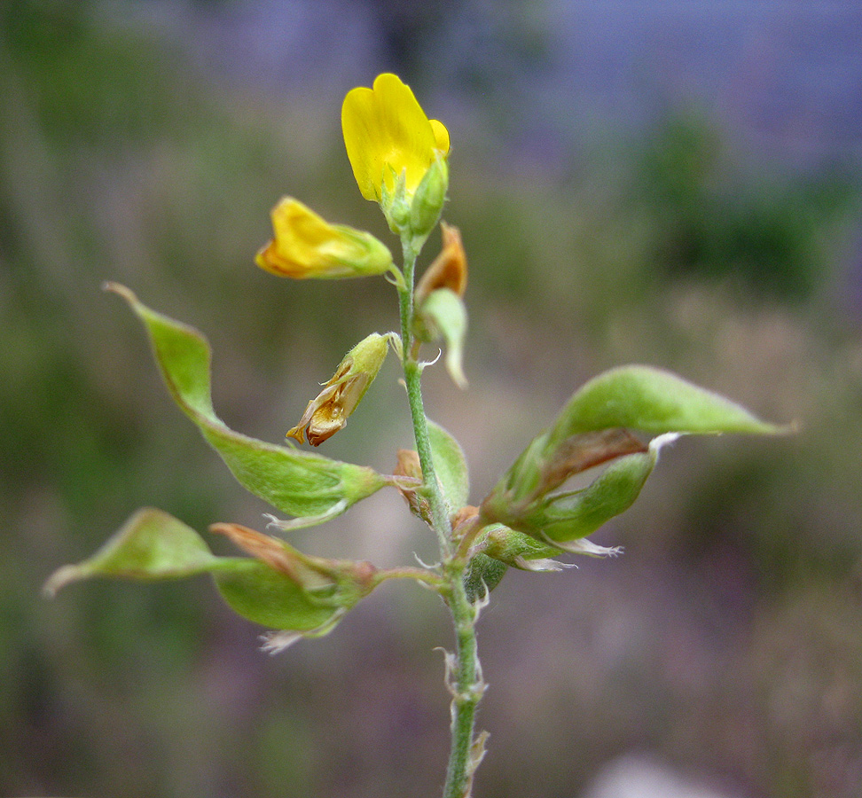 Изображение особи Medicago falcata.