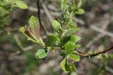 Salix aurita