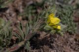 Potentilla callieri