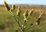 Sonchus palustris