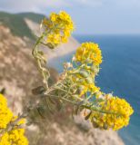 Odontarrhena obtusifolia. Веточка цветущего и плодоносящего растения. Краснодарский край, м/о Анапа, окр. пос. Супсех, приморский травяной склон. 16.05.2015.