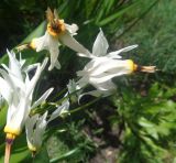 Dodecatheon meadia f. alba