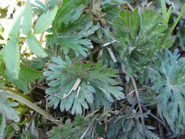 Изображение особи Anemonastrum villosissimum.