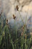 Carex stenophylla