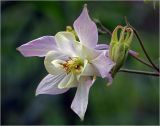 Aquilegia vulgaris