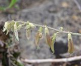 Oxytropis dasypoda