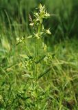 Halenia corniculata. Цветущее растение. Алтай, южный берег Телецкого озера. 29.07.2010.