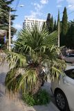 Trachycarpus fortunei. Плодоносящее растение. Крым, Южный Берег, г. Алушта, в культуре. 24.07.2021.