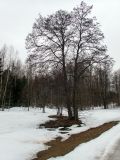 Alnus glutinosa. Два сросшихся дерева и молодая поросль. Московская обл., Дмитровский р-н, берег канала им. Москвы, опушка смешанного леса. 25.03.2022.