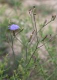 Lactuca tatarica. Верхушка цветущего растения. Казахстан, Мангистауская обл., Тупкараганский р-н, ур. Саура, каменистое дно ущелья. 07.06.2022.