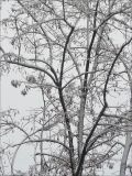 Robinia pseudoacacia. Часть кроны покоящегося дерева под снегом. Черноморское побережье Кавказа, г. Новороссийск, в культуре. 25 декабря 2008 г.