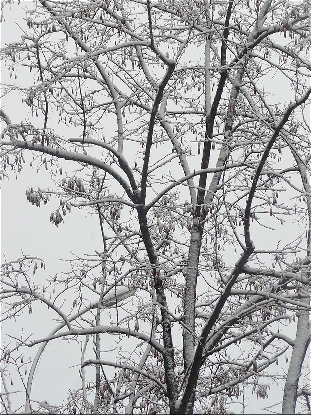 Image of Robinia pseudoacacia specimen.