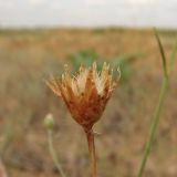 Centaurea majorovii. Раскрывшееся соплодие. Украина, Донецкая обл., Новоазовский р-н, Кривая коса, НПП \"Меотида\". 05.08.2011.