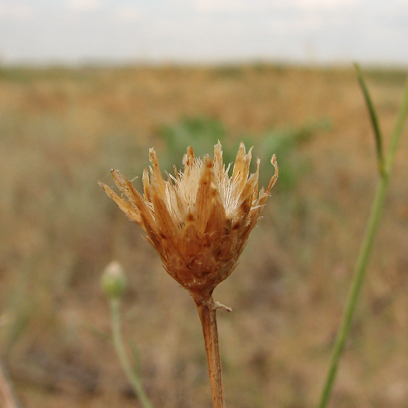 Изображение особи Centaurea majorovii.