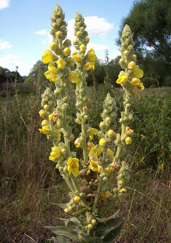 Изображение особи Verbascum densiflorum.