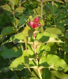 Leycesteria formosa