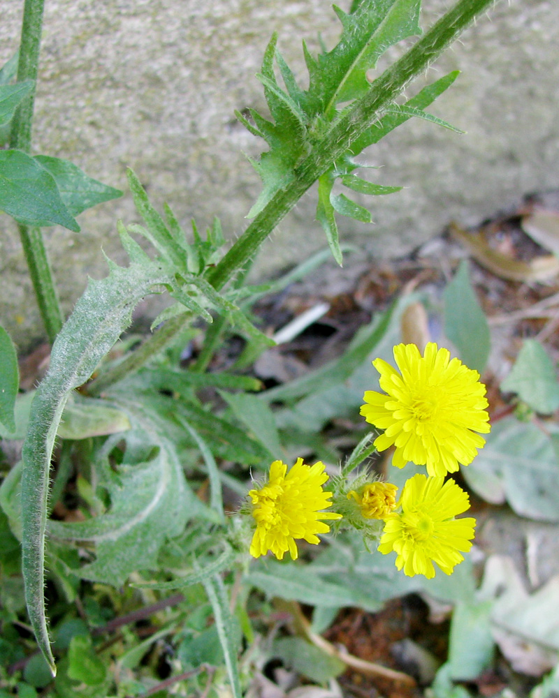 Изображение особи Crepis setosa.