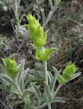 Sideritis catillaris. Расцветающее растение. Крым, Карадагский заповедник, Береговой хребет, каменистый склон. 6 мая 2013 г.