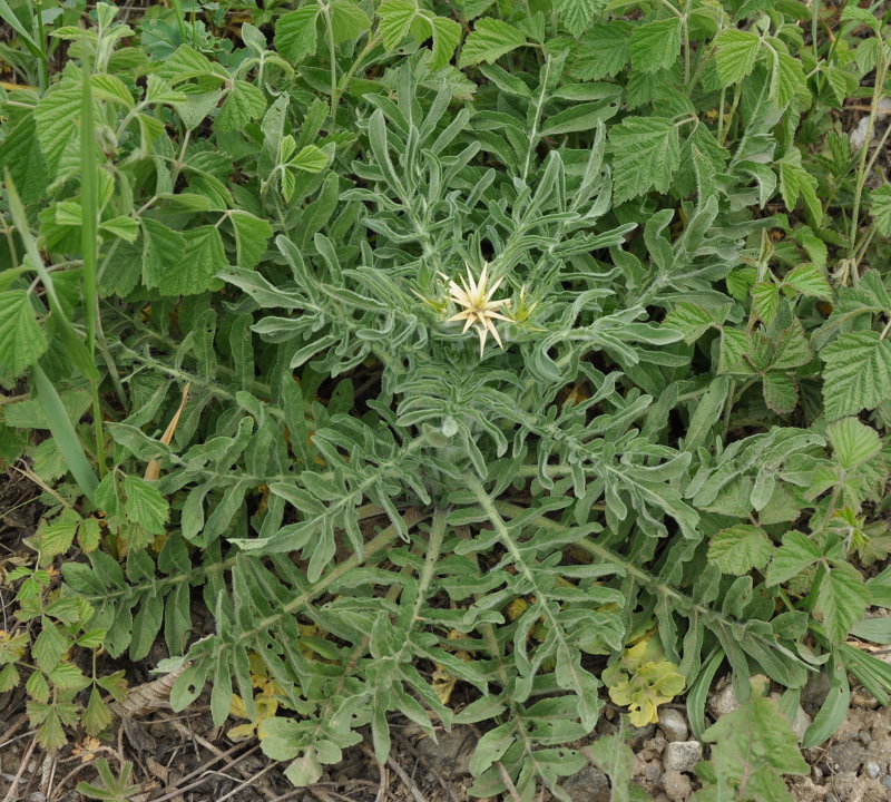 Изображение особи Centaurea iberica.