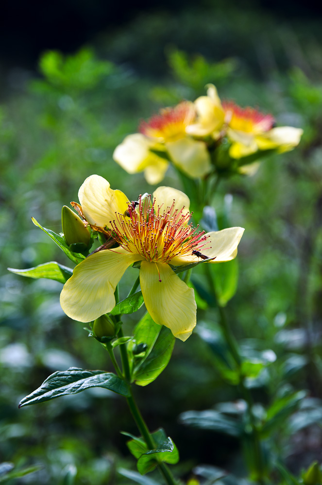 Изображение особи Hypericum ascyron.