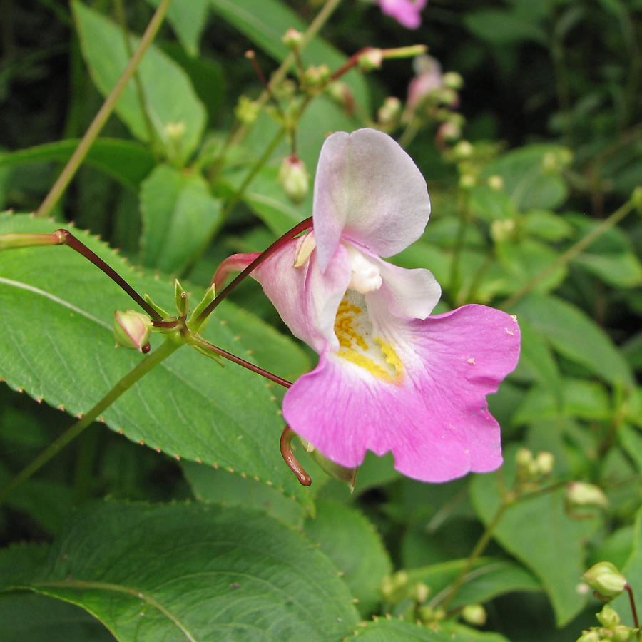 Изображение особи Impatiens balfourii.