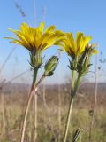 Picris hieracioides