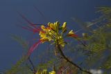 Caesalpinia gilliesii