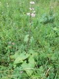 Phlomoides tuberosa