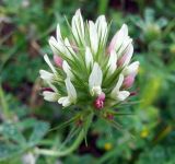 Trifolium stellatum