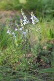 Veronica prostrata