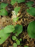 Maianthemum bifolium