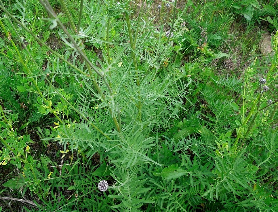 Изображение особи Centaurea scabiosa.