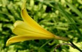 Hemerocallis minor