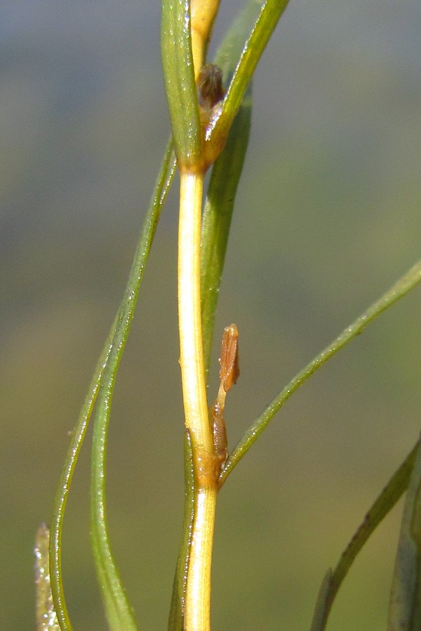 Изображение особи Zannichellia major.