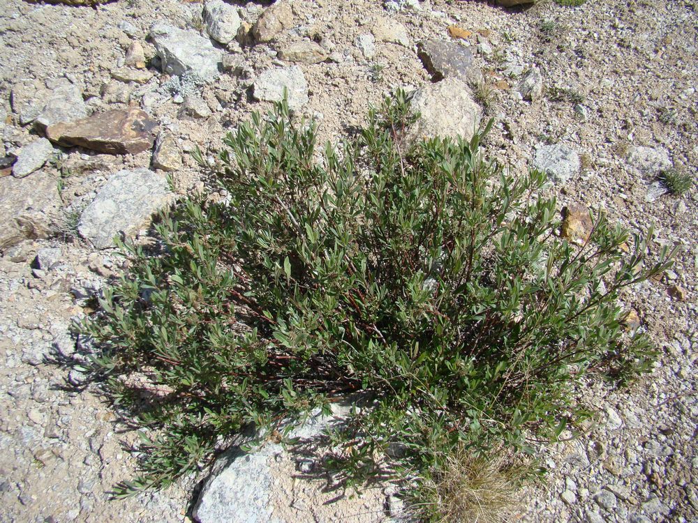 Изображение особи Salix schugnanica.