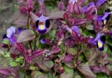 Torenia fournieri. Верхушки отцветающих растений. Германия, г. Крефельд, Ботанический сад. 06.09.2014.