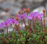 Rhododendron redowskianum