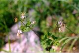 Thalictrum sparsiflorum. Верхушка цветущего растения. Республика Саха (Якутия), Олёкминский р-н, запов. Олёкминский, р. Олёкма, близ устья р. Тас-Хайко. Июль 1998 г.