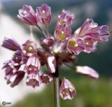 Allium paniculatum