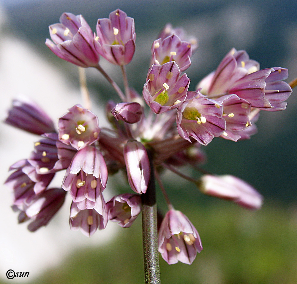 Изображение особи Allium paniculatum.