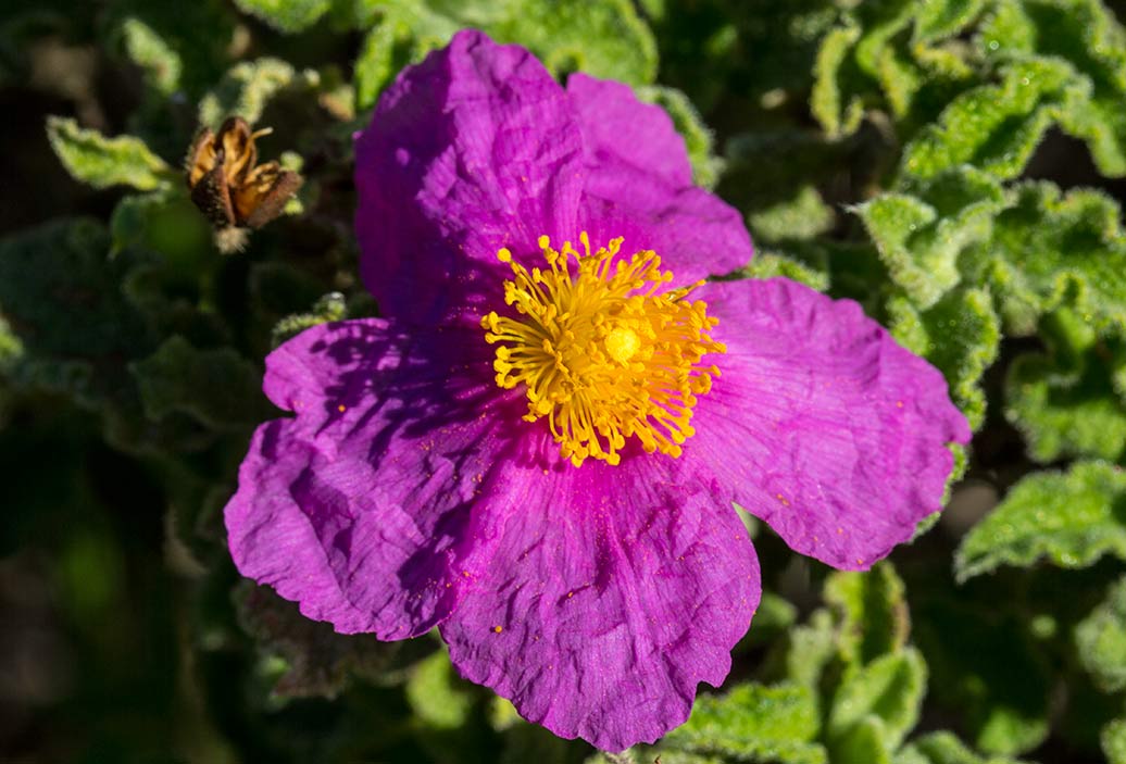 Изображение особи Cistus creticus.