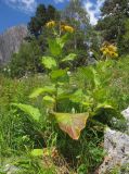 Inula magnifica. Отцветающие растения. Адыгея, Кавказский биосферный заповедник, Фишт-Оштенский массив, пер. Армянский, ≈ 1800 м н.у.м., субальпийский луг среди скал. 30.08.2015.