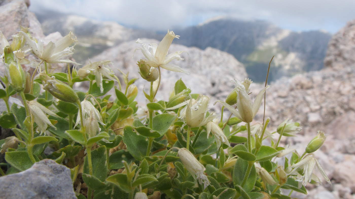 Изображение особи Cerastium polymorphum.