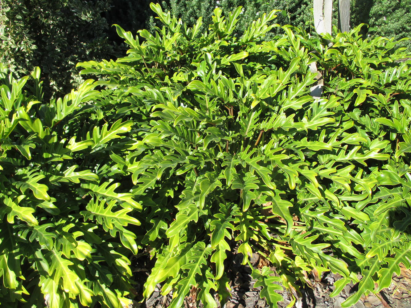 Изображение особи Philodendron xanadu.