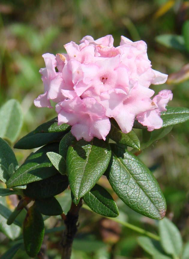 Изображение особи Rhododendron adamsii.