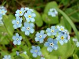 Myosotis sylvatica. Соцветие. Ленинградская обл., Выборгский р-н, окр. ст. Лейпясуо, садоводство \"Флора\", около дороги. 22.05.2010.