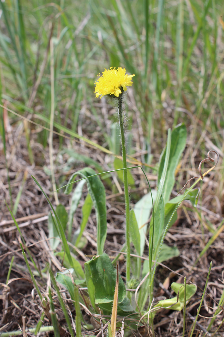 Изображение особи Pilosella officinarum.