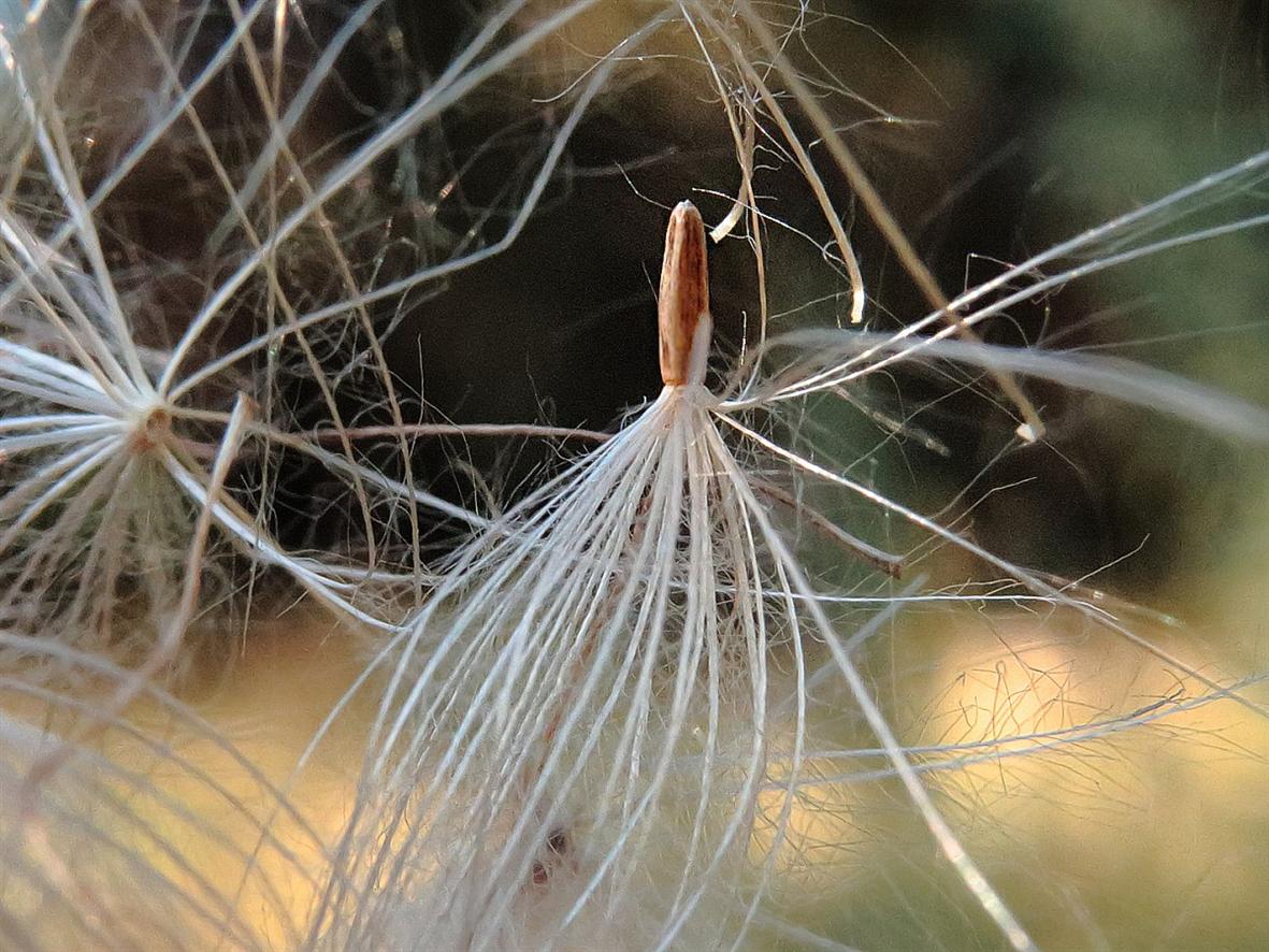 Изображение особи Carduus acanthoides.
