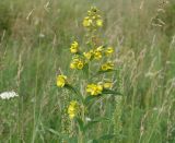 Lysimachia davurica. Верхушка цветущего растения. Иркутская обл., Ангарский р-н, долина р. Ангара, луг. 13.07.2016.